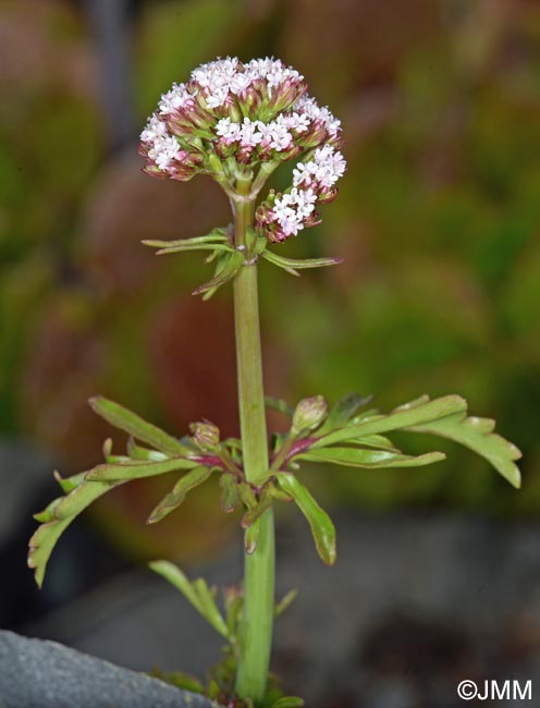 Centranthus calcitrapae