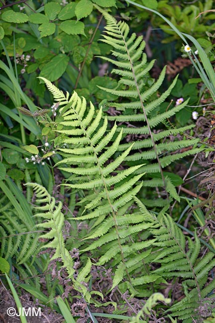 Christella dentata