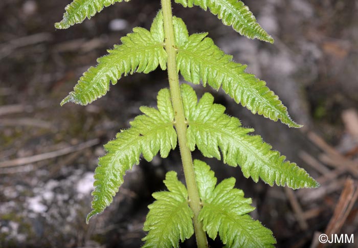 Christella dentata