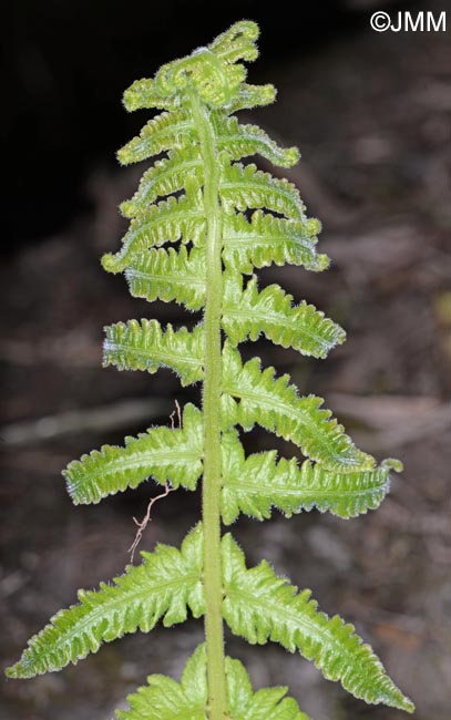 Christella dentata