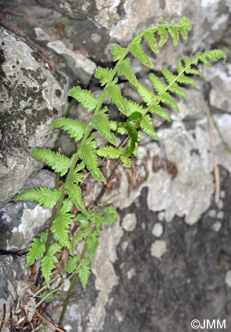 Christella dentata