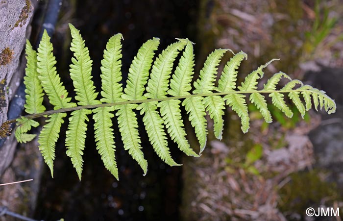 Christella dentata