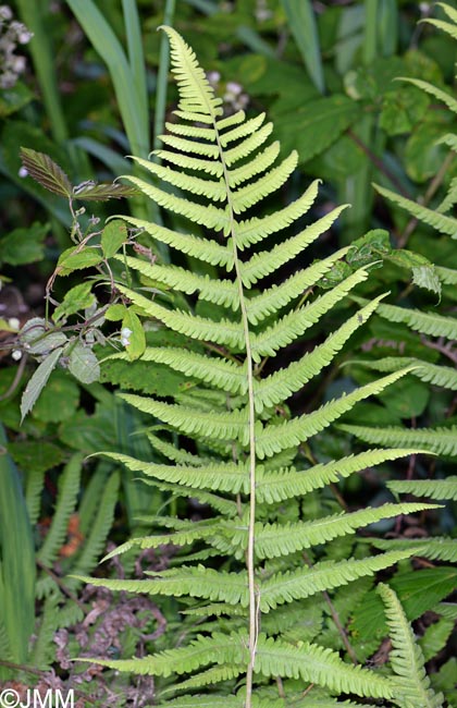 Christella dentata