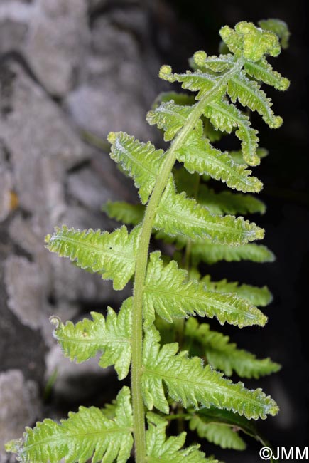 Christella dentata