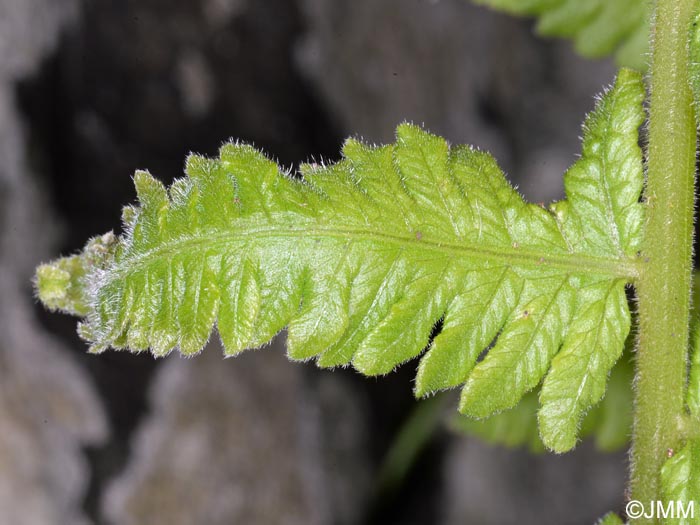 Christella dentata