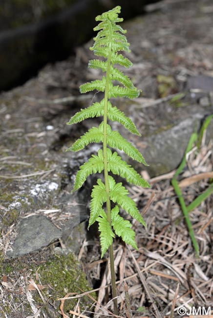 Christella dentata