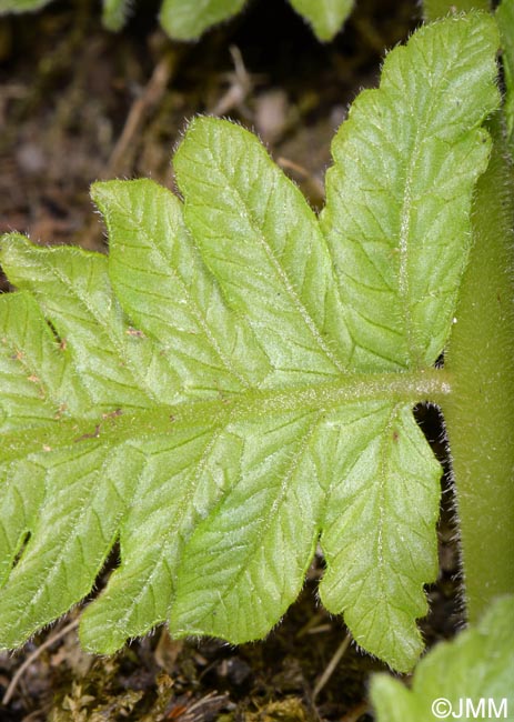 Christella dentata