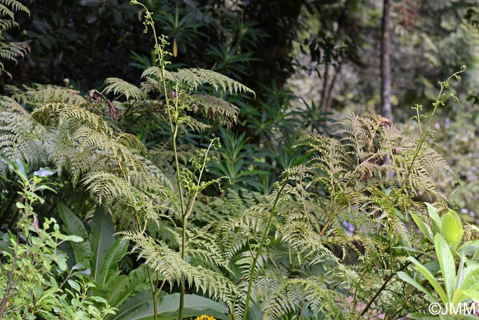 Culcita macrocarpa