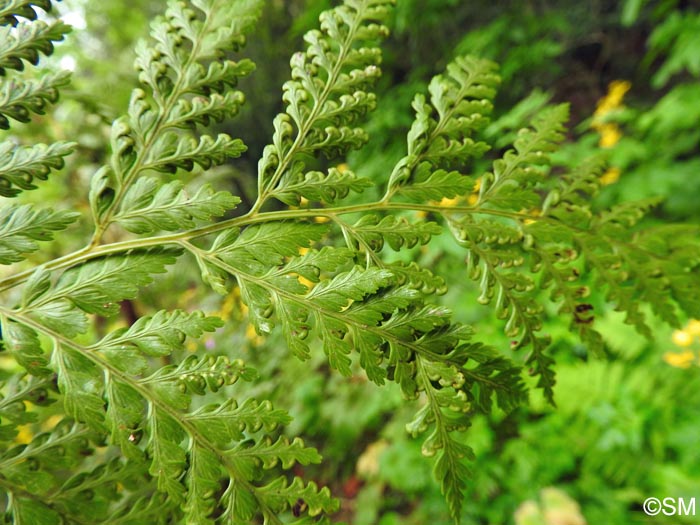 Culcita macrocarpa