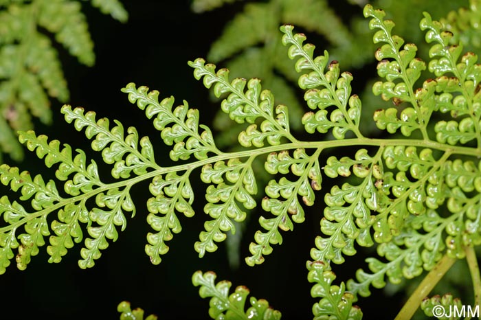 Culcita macrocarpa