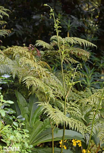 Culcita macrocarpa