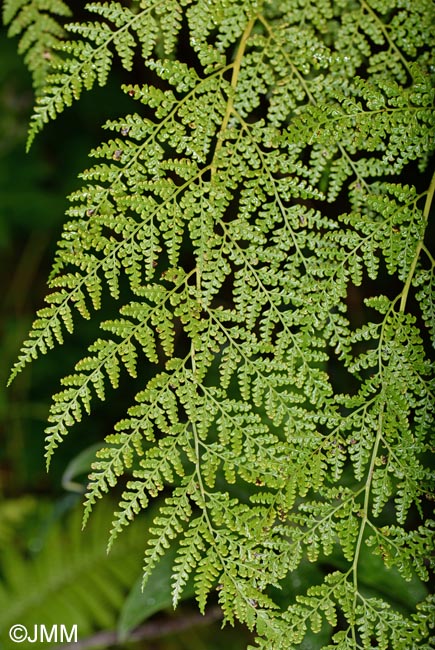 Culcita macrocarpa