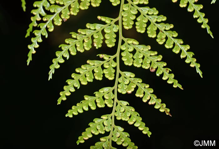 Culcita macrocarpa