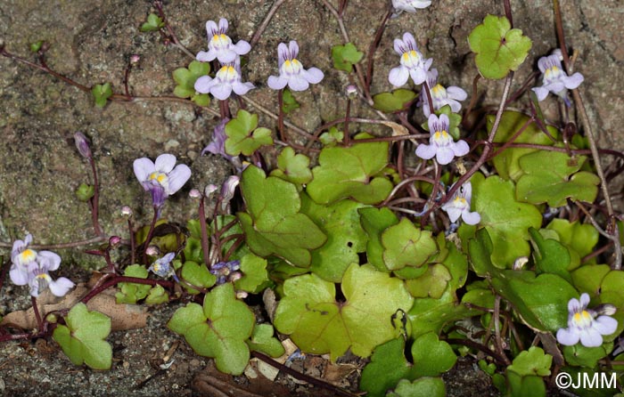 Cymbalaria muralis