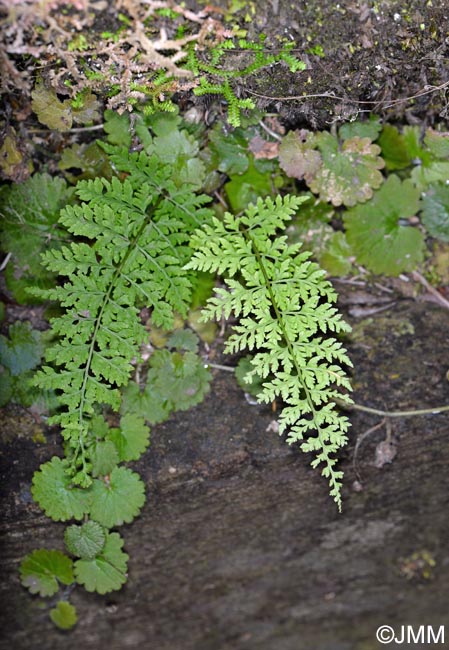 Cystopteris diaphana