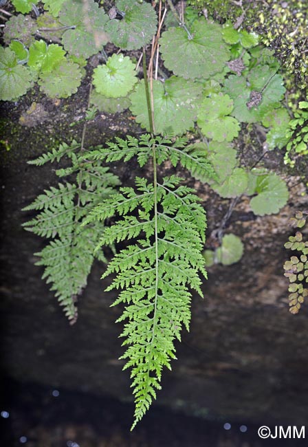 Cystopteris diaphana