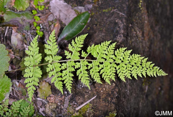 Cystopteris diaphana