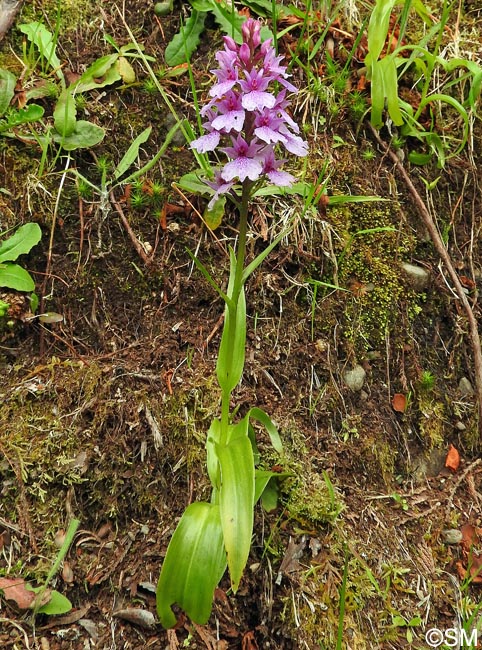 Dactylorhiza foliosa