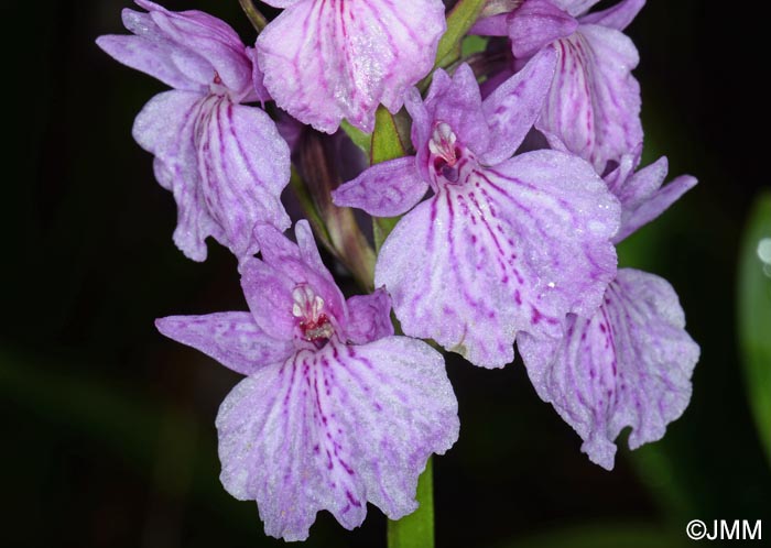 Dactylorhiza foliosa