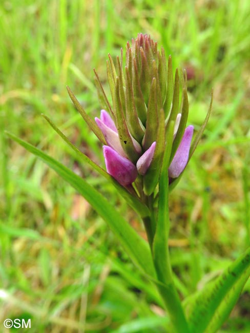 Dactylorhiza foliosa