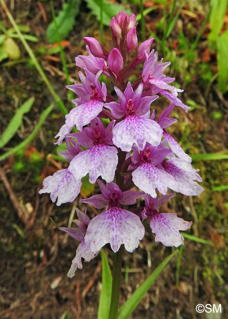 Dactylorhiza foliosa