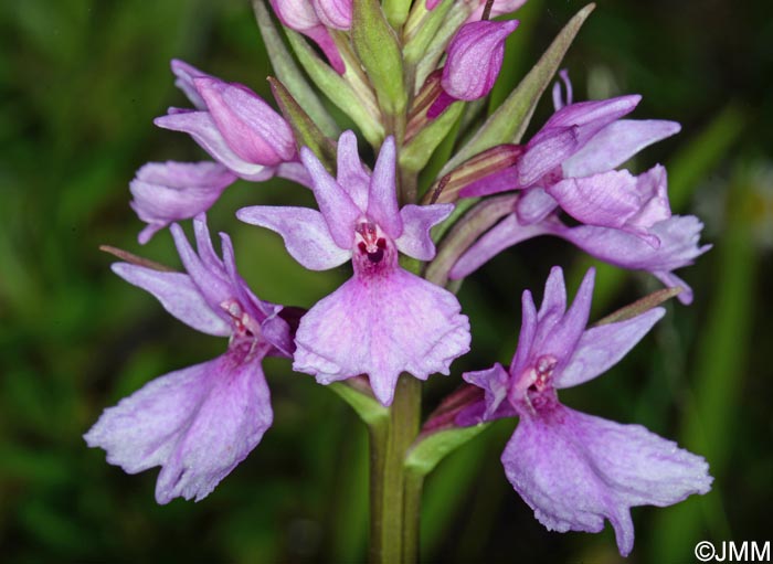 Dactylorhiza foliosa