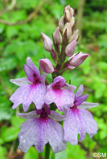 Dactylorhiza foliosa