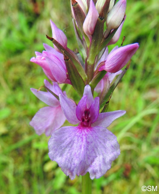 Dactylorhiza foliosa