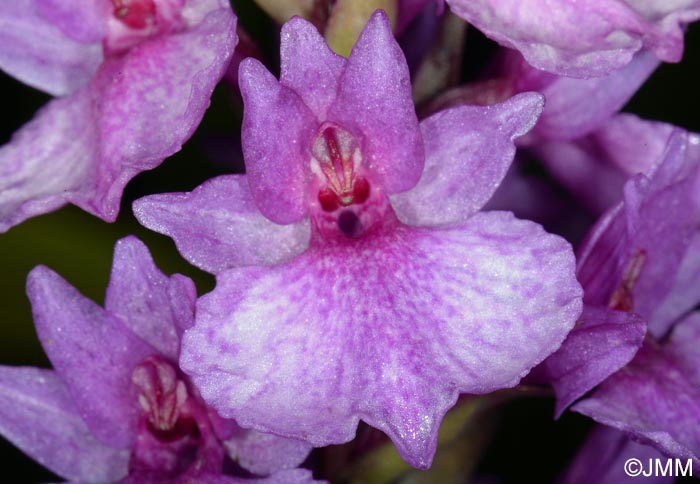 Dactylorhiza foliosa