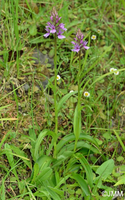 Dactylorhiza foliosa