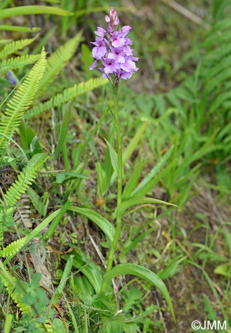 Dactylorhiza foliosa