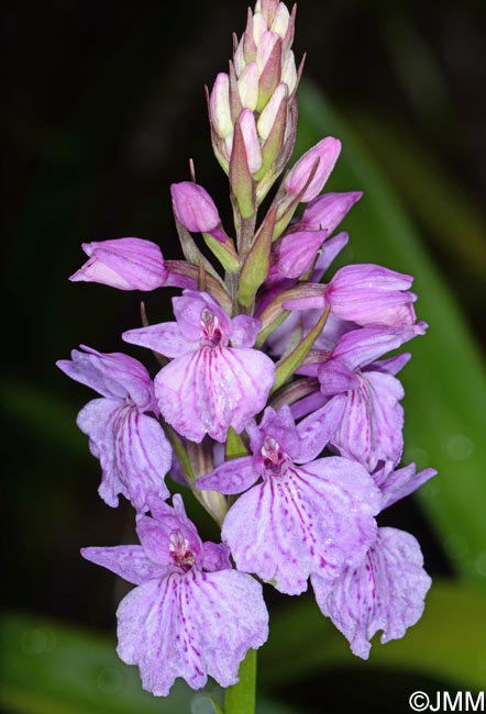 Dactylorhiza foliosa