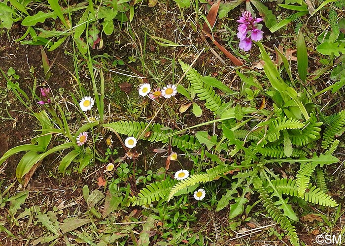 Dactylorhiza foliosa & Blechnum spicant & Erigeron karvinskianus