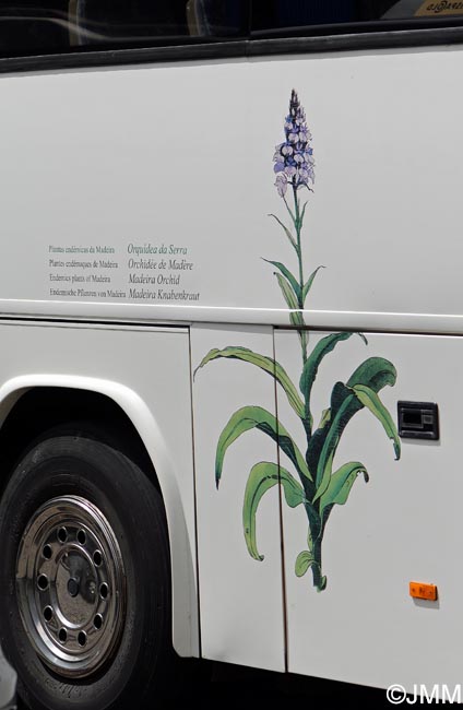 Dactylorhiza foliosa