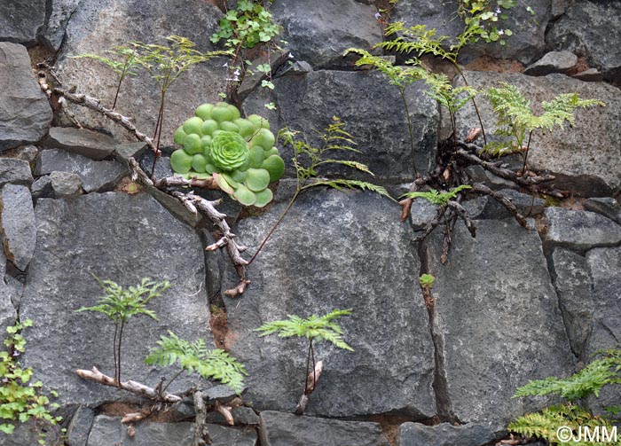 Davallia canariensis & Aeonium glandulosum