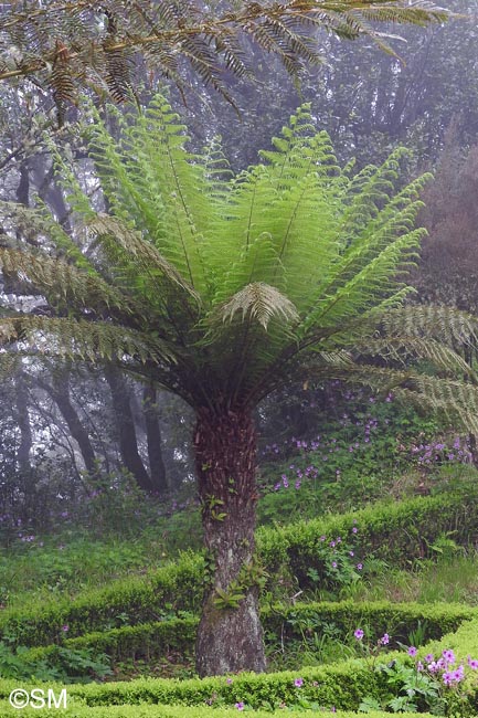 Dicksonia antarctica