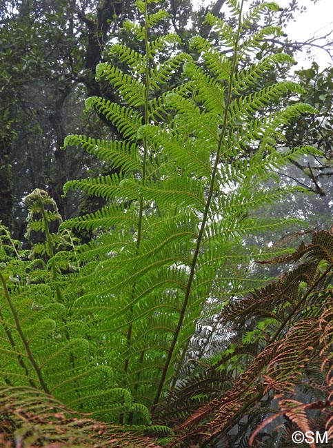 Dicksonia antarctica