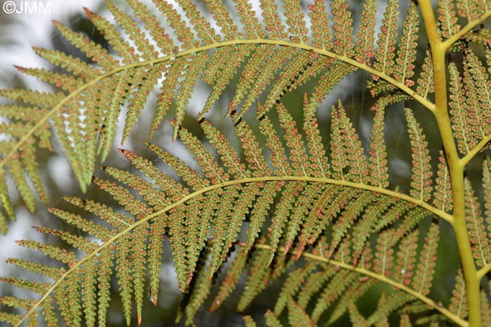 Dicksonia antarctica