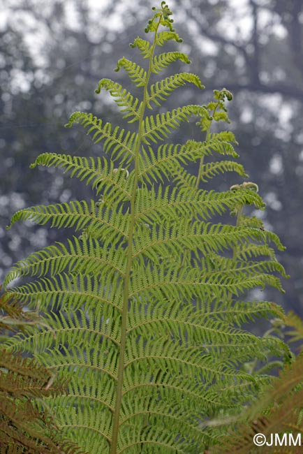 Dicksonia antarctica