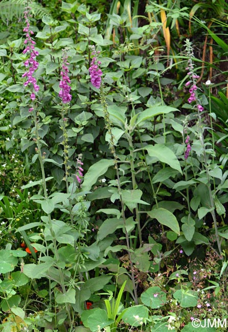 Digitalis purpurea