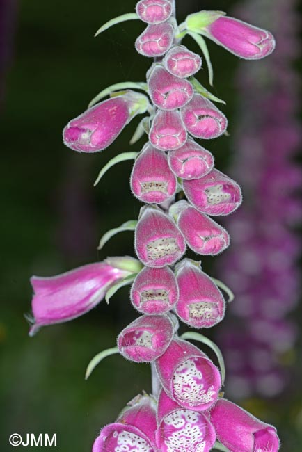 Digitalis purpurea