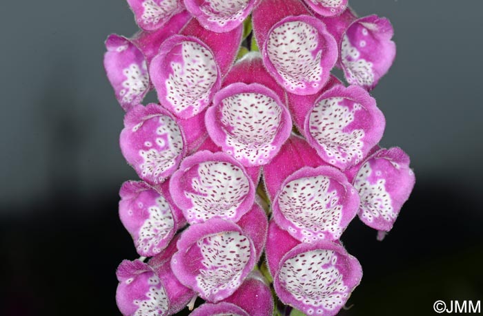 Digitalis purpurea