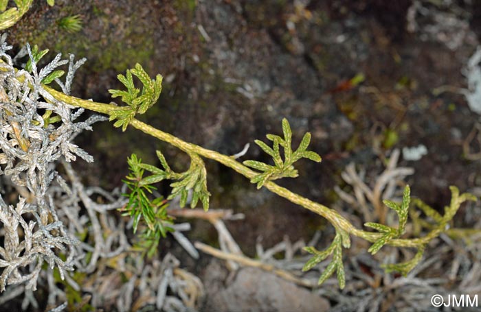 Diphasiastrum madeirense