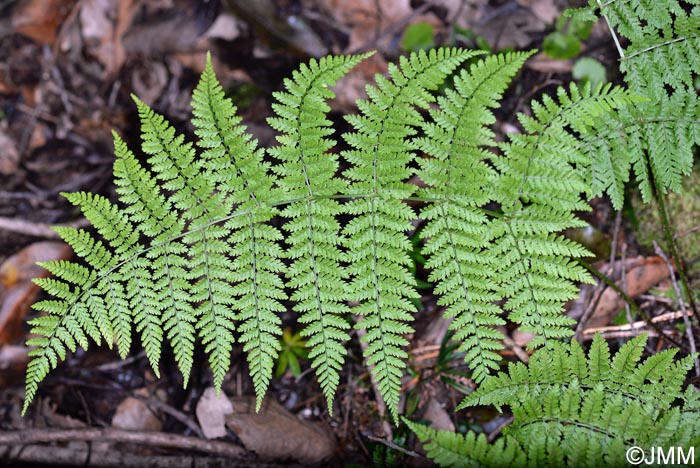 Dryopteris aemula