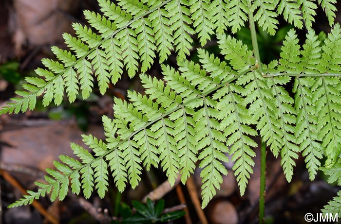 Dryopteris aemula