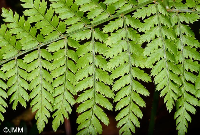 Dryopteris aemula