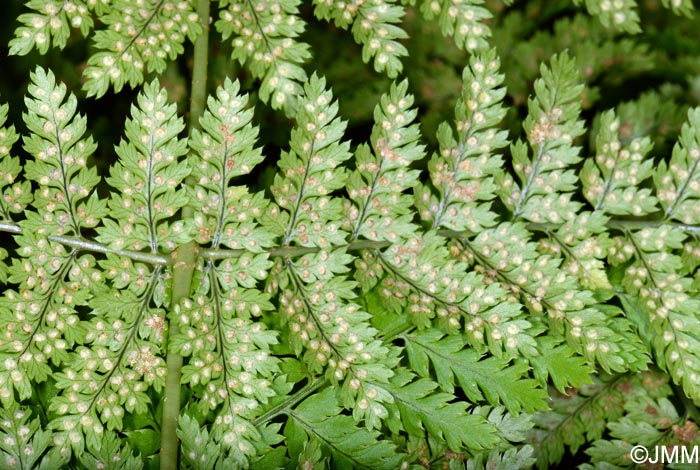 Dryopteris aemula