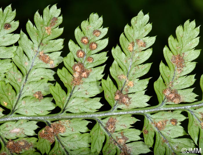 Dryopteris aemula