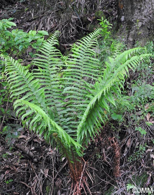 Dryopteris affinis subsp. affinis