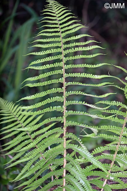 Dryopteris affinis subsp. affinis